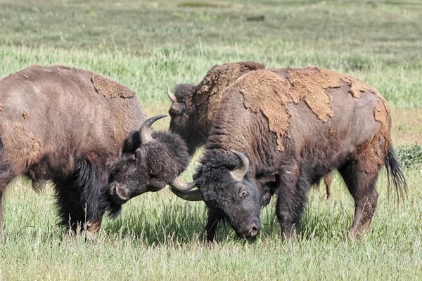 Stoeiende bizons in Grand Teton NP